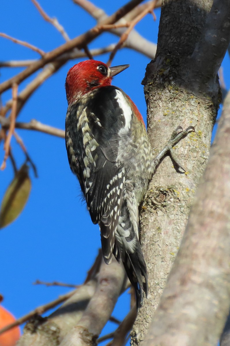 Red-breasted Sapsucker - ML646157571