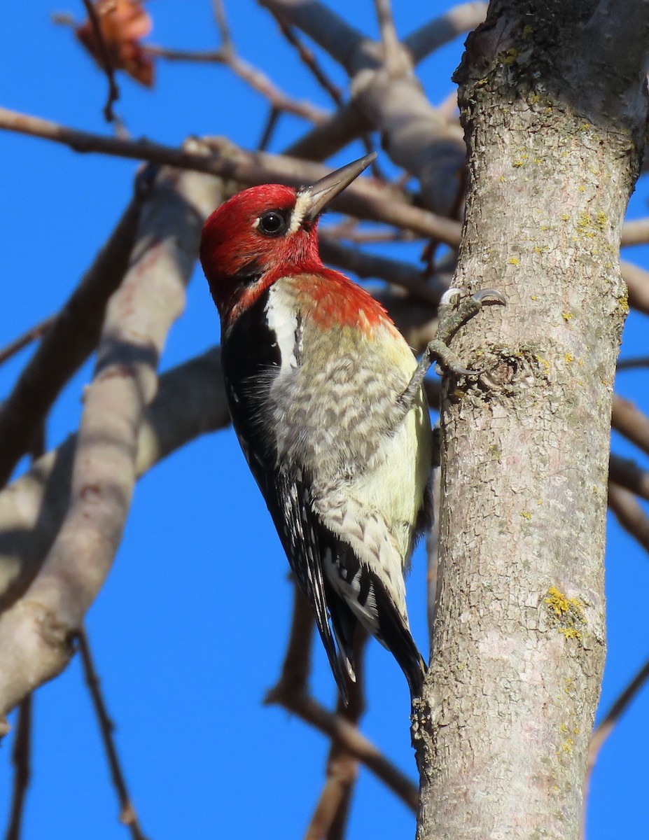 Red-breasted Sapsucker - ML646157572