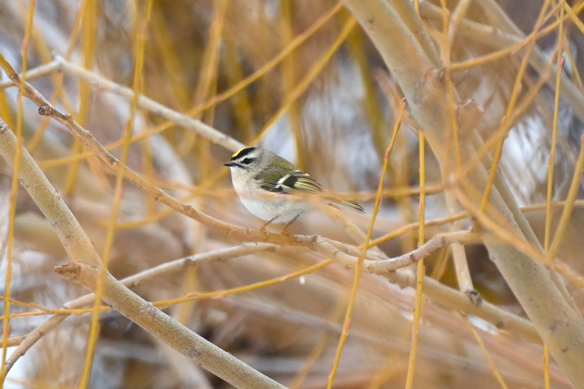 Golden-crowned Kinglet - ML646157581