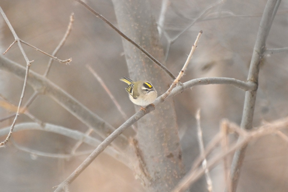 Golden-crowned Kinglet - ML646157584