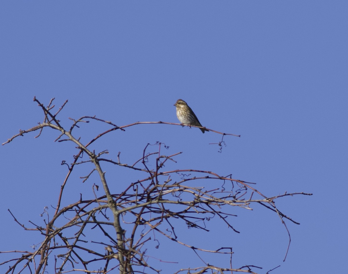 Purple Finch - ML646157585