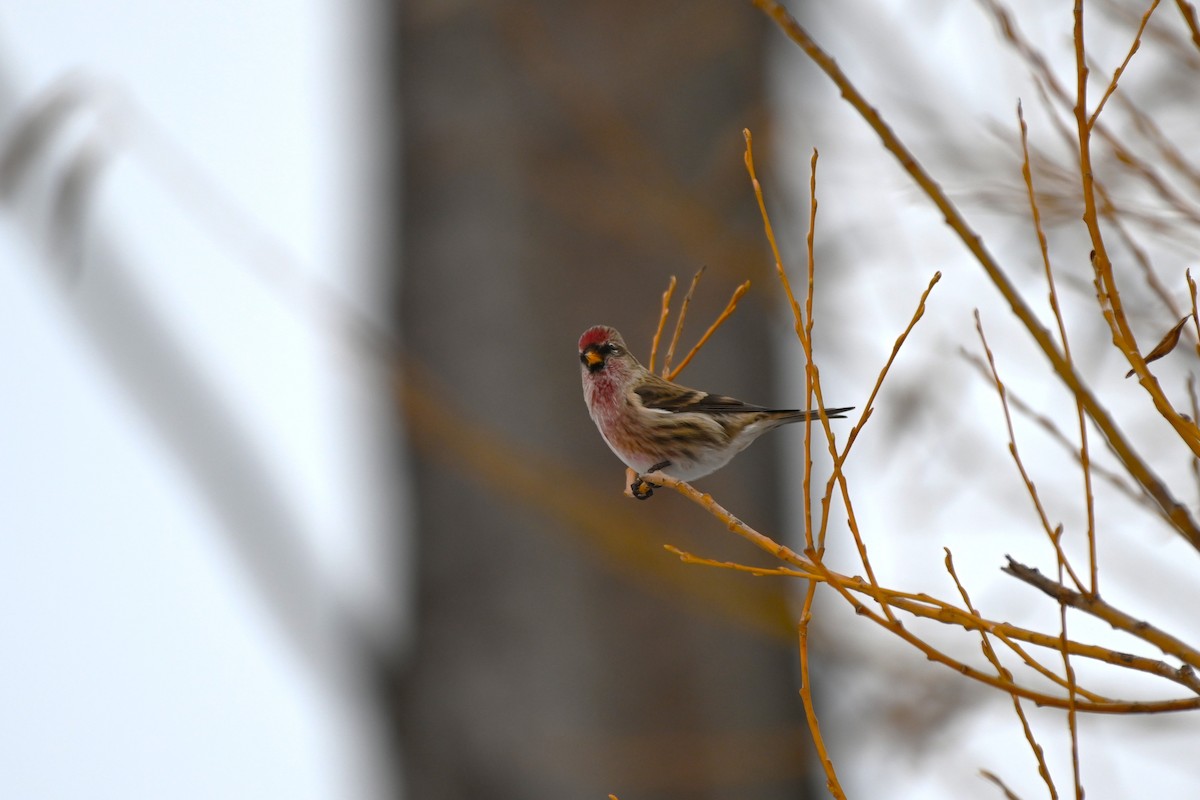 Дөлөн цэгцүүхэй - ML646157587