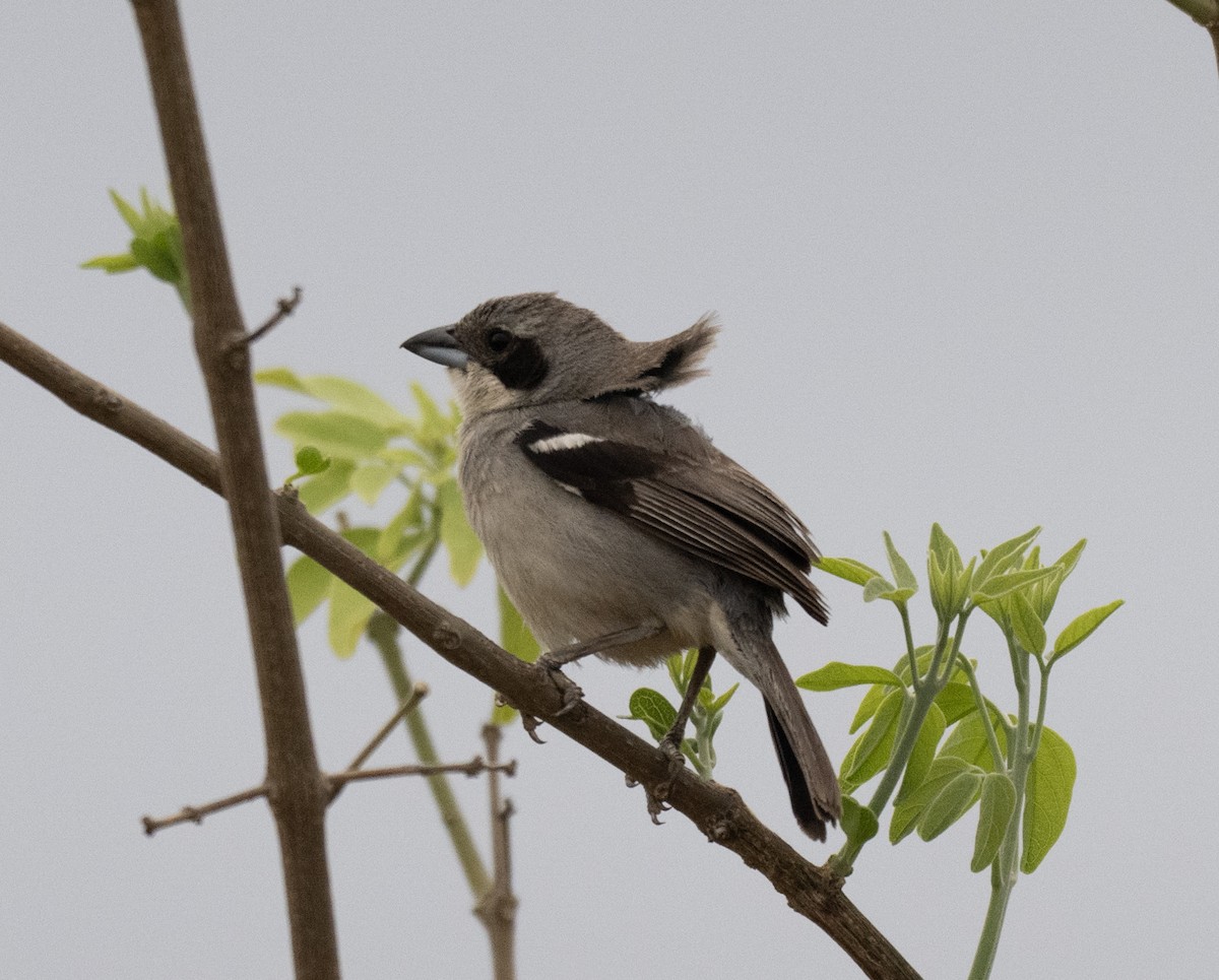 Örümcekkuşu Tangarası - ML646157590