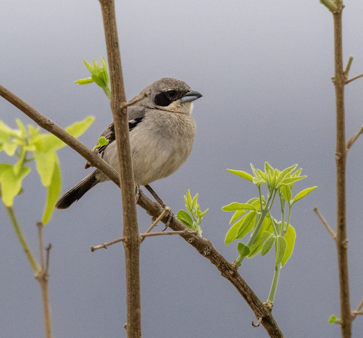 Örümcekkuşu Tangarası - ML646157591