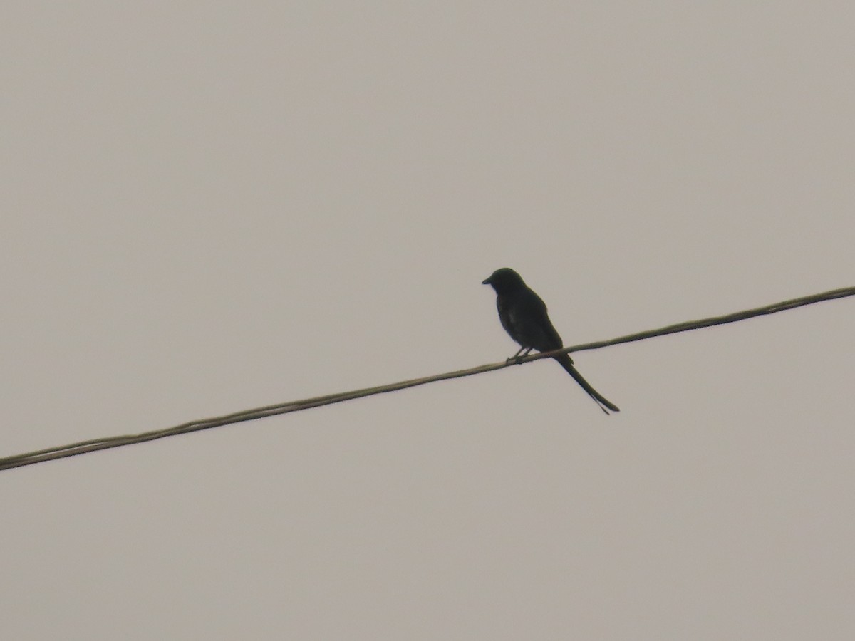 drongo černý - ML646157593