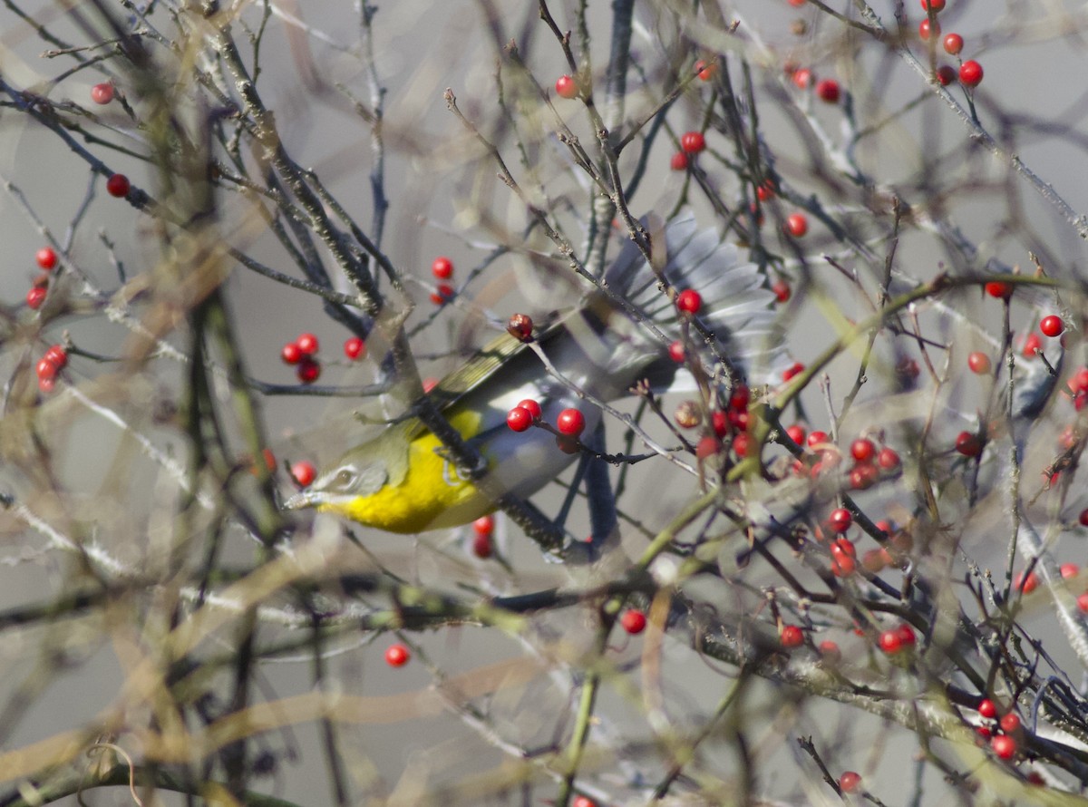 Yellow-breasted Chat - ML646157594