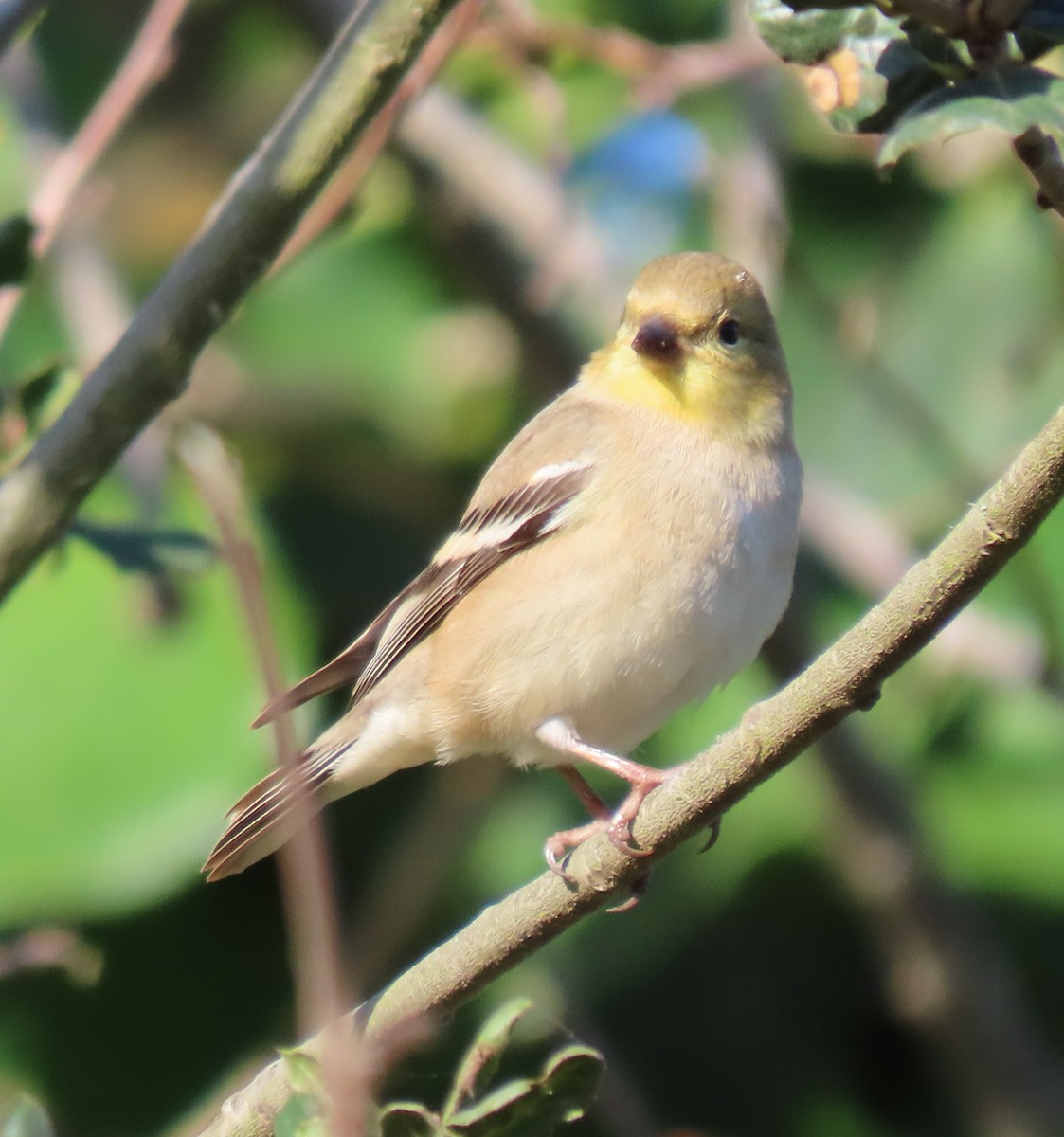 American Goldfinch - ML646157596