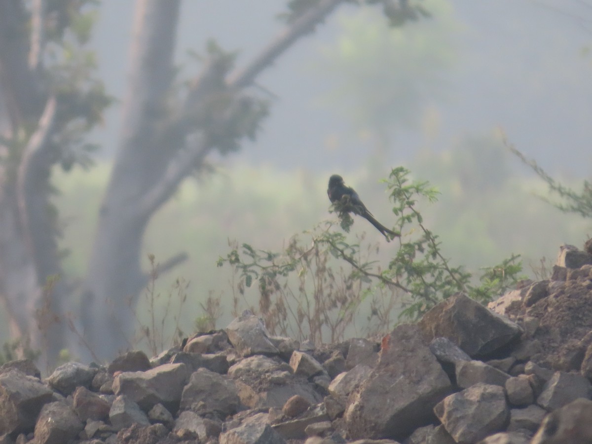 drongo černý - ML646157597