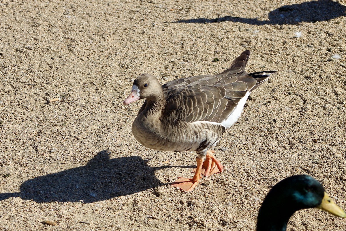 Greater White-fronted Goose - ML646157599