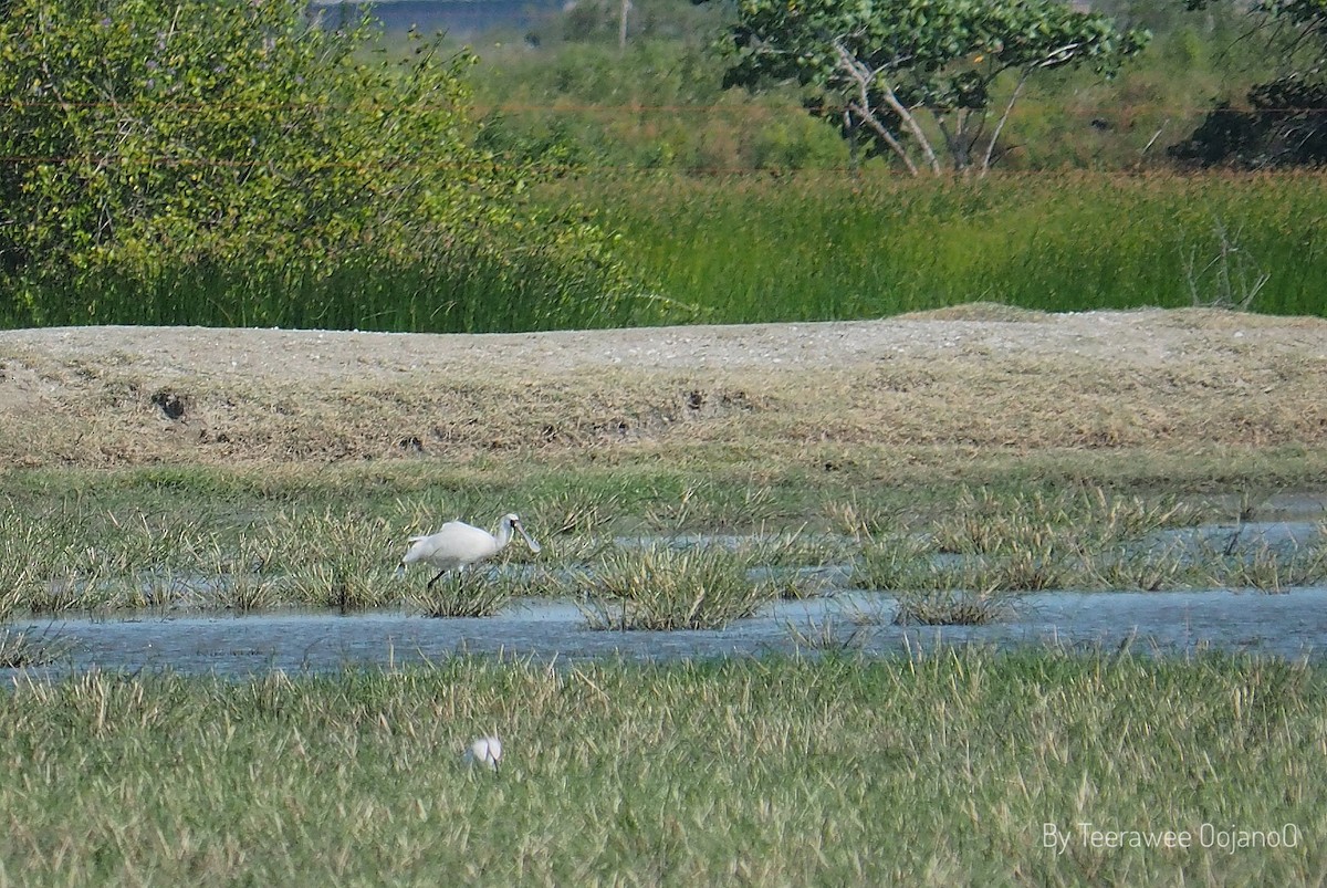 Black-faced Spoonbill - ML646157601