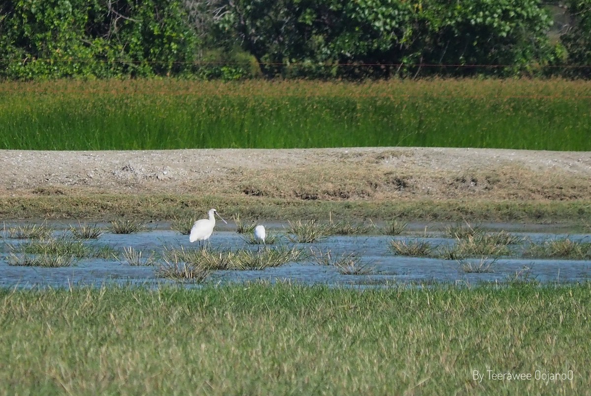Black-faced Spoonbill - ML646157602