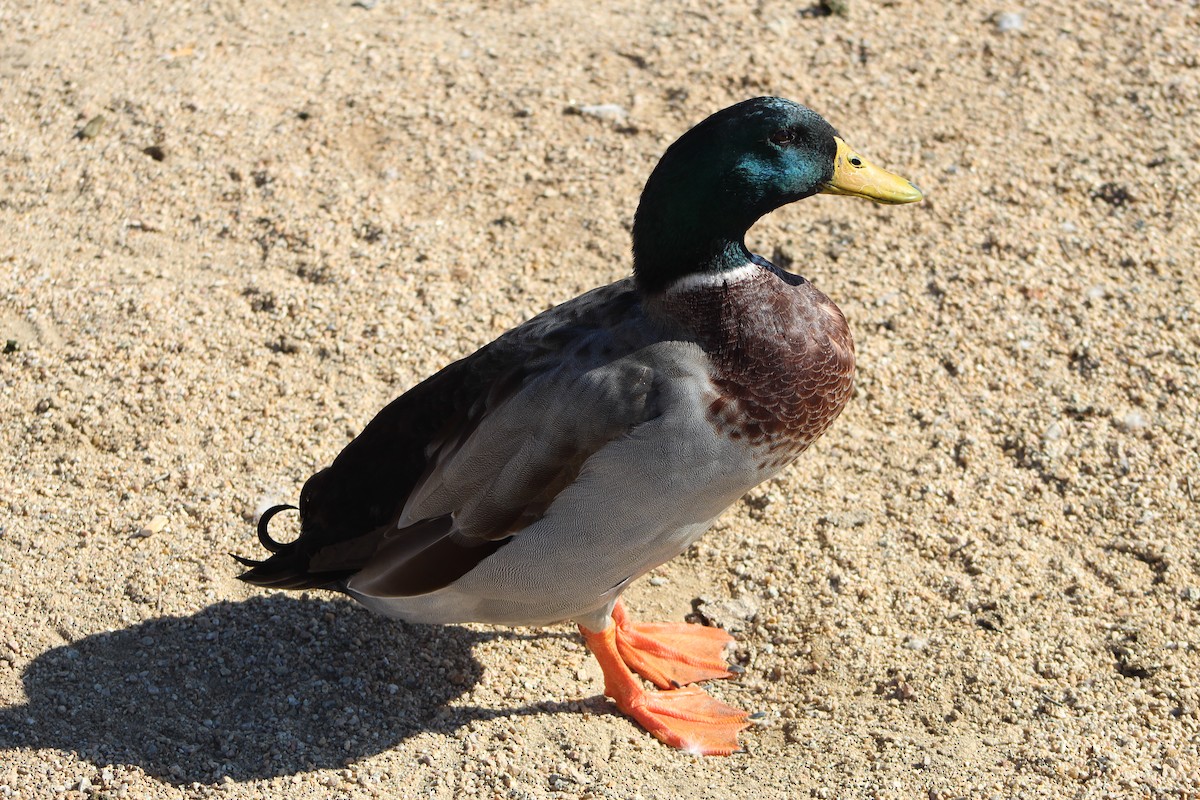 Mallard (Domestic type) - ML646157606