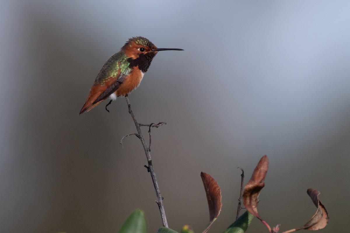 Allen's Hummingbird - ML646157608