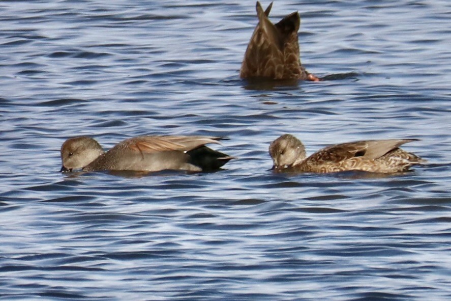 Gadwall - ML646157613