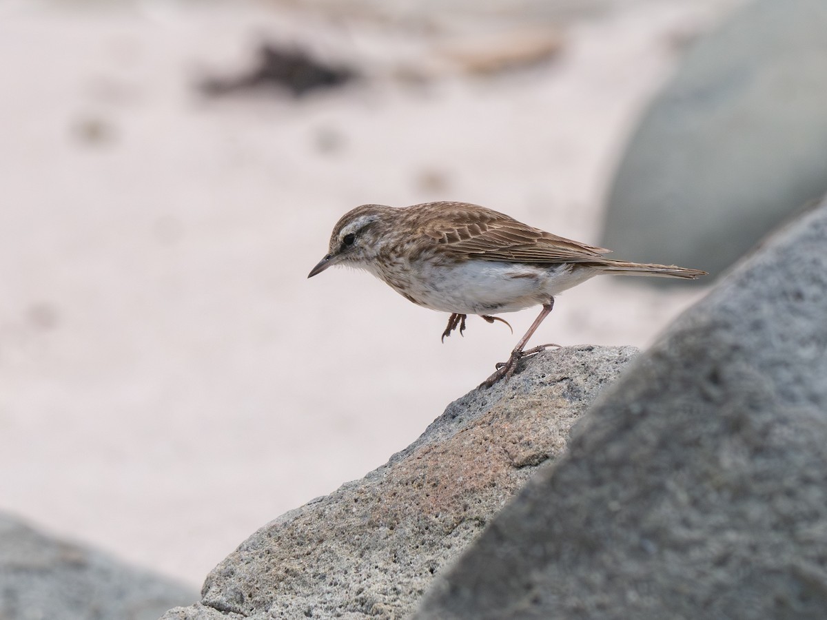 Щеврик новозеландський - ML646157614