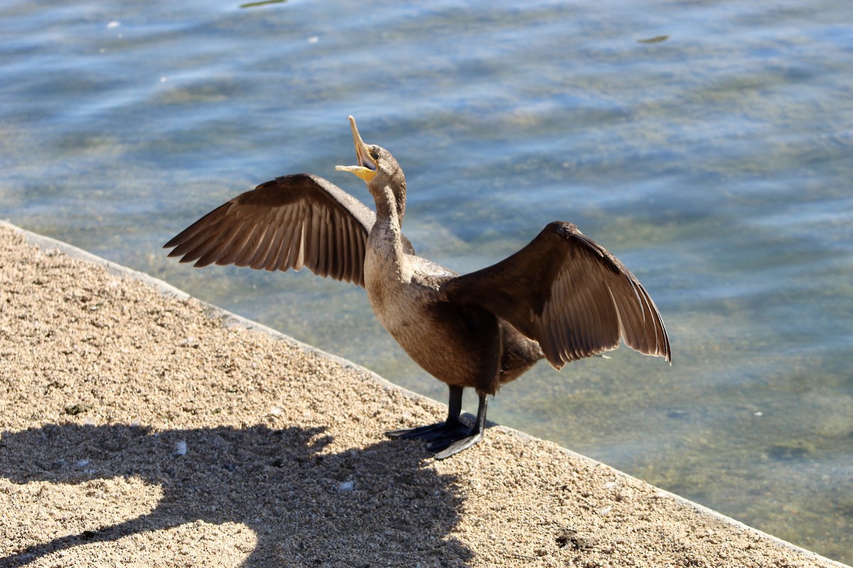 Double-crested Cormorant - ML646157616
