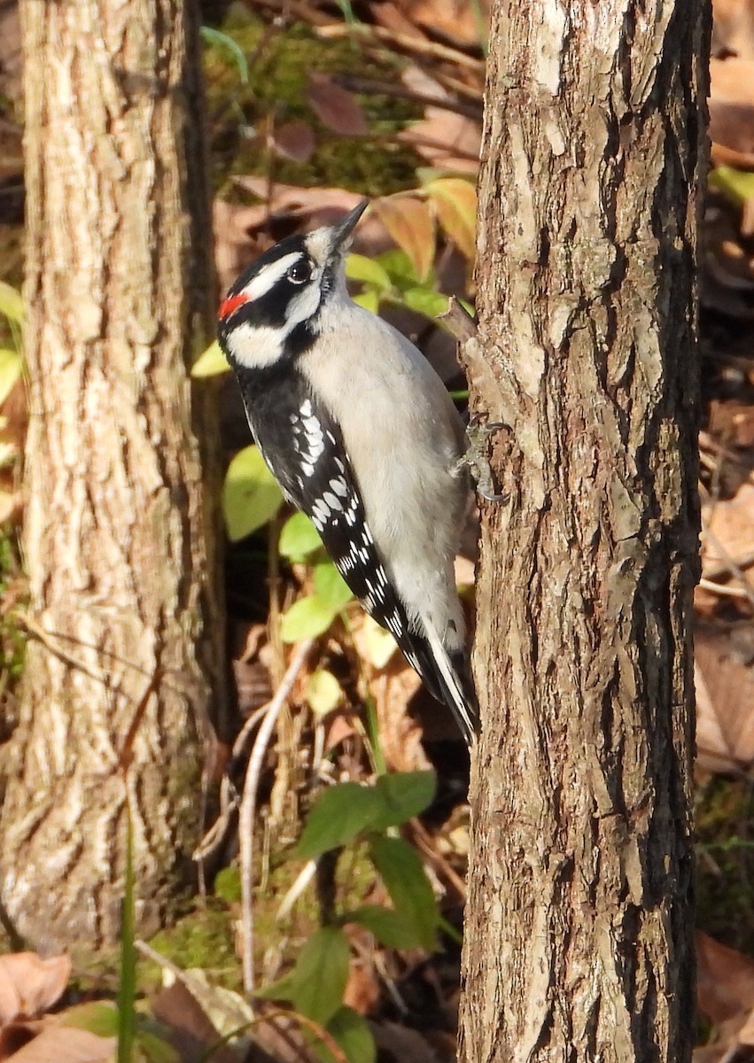 Downy Woodpecker - ML646157617