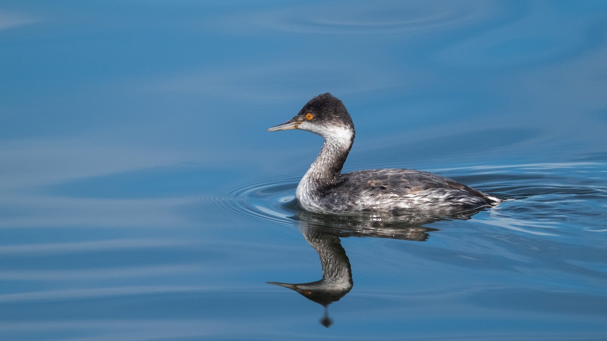 黑頸鸊鷉 - ML646157622