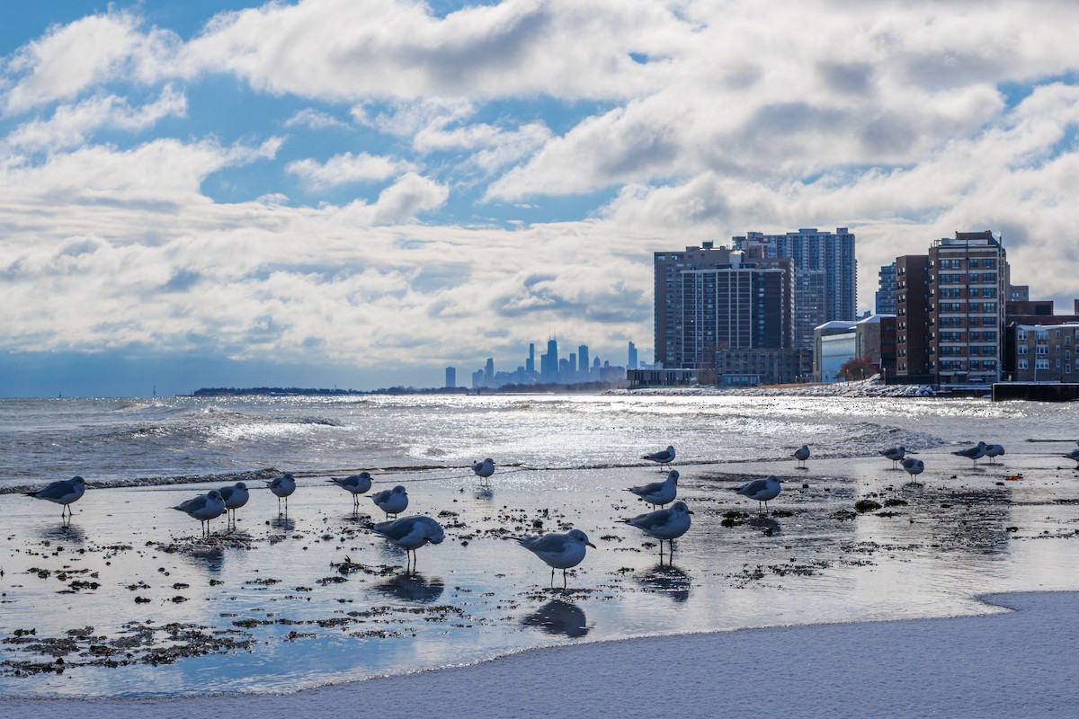 ringnebbmåke - ML646157626