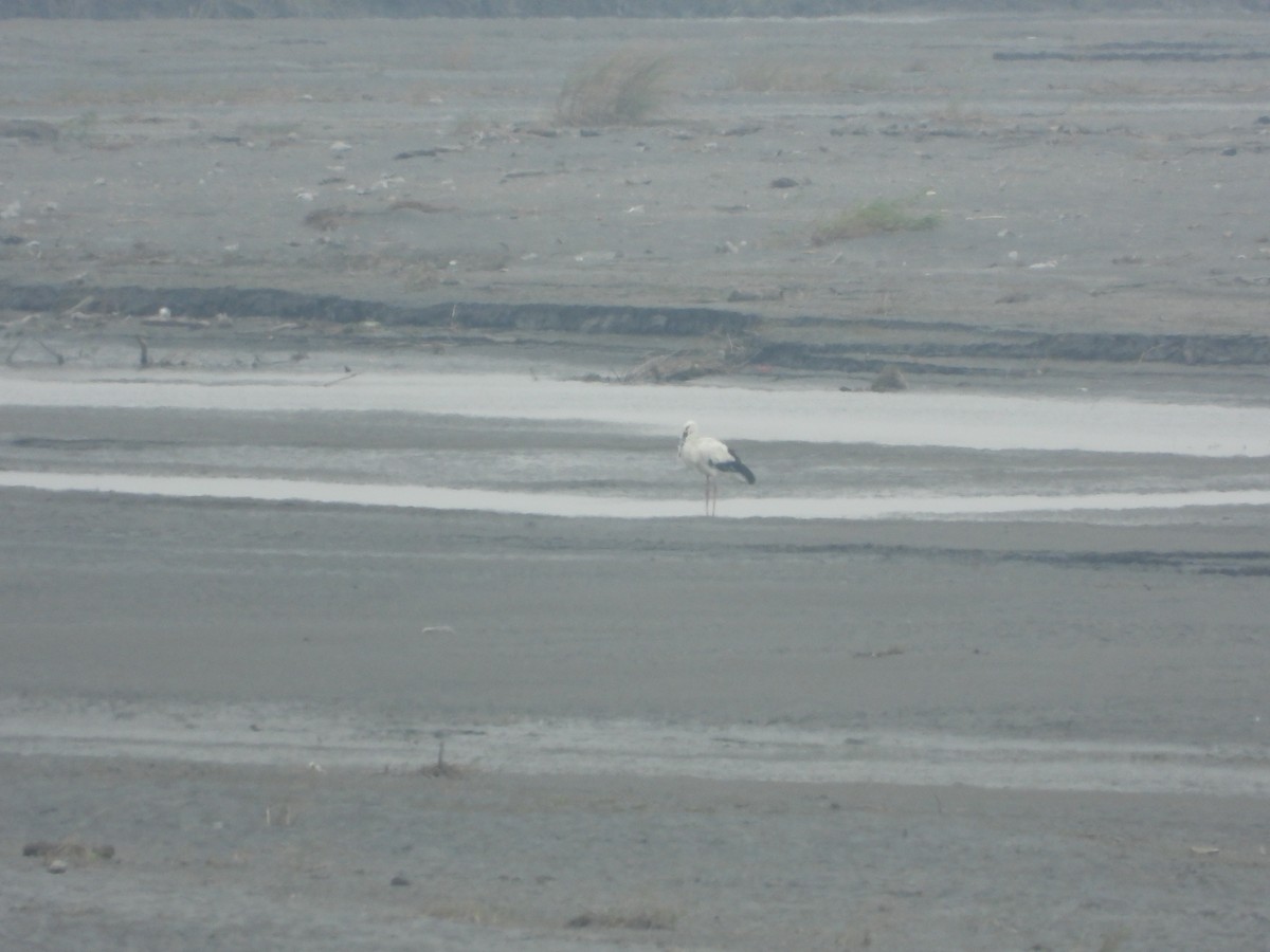 Schwarzschnabelstorch - ML646157627