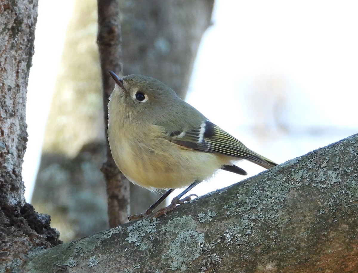 Ruby-crowned Kinglet - ML646157628