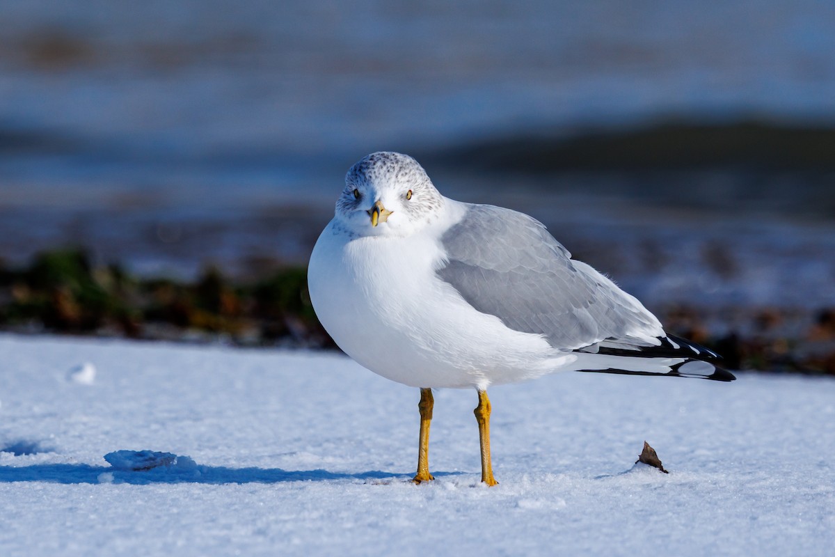 ringnebbmåke - ML646157629