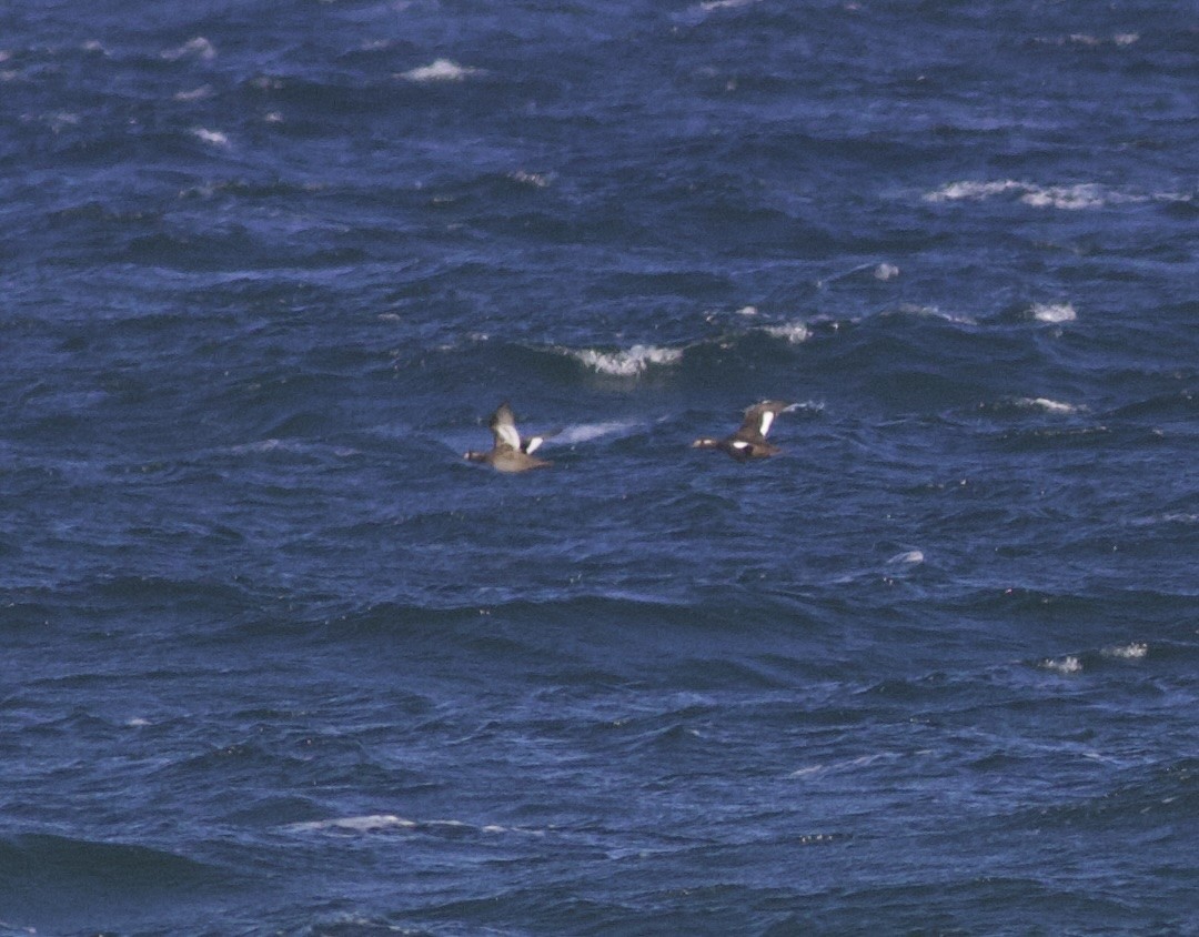 White-winged Scoter - ML646157633