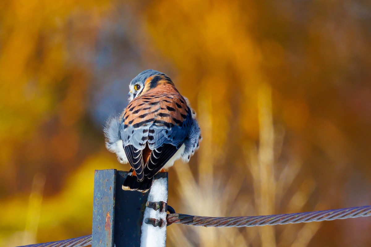 spurvefalk - ML646157634