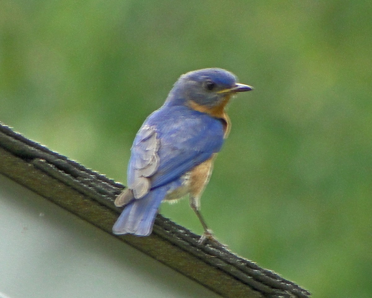 Eastern Bluebird - ML646157635