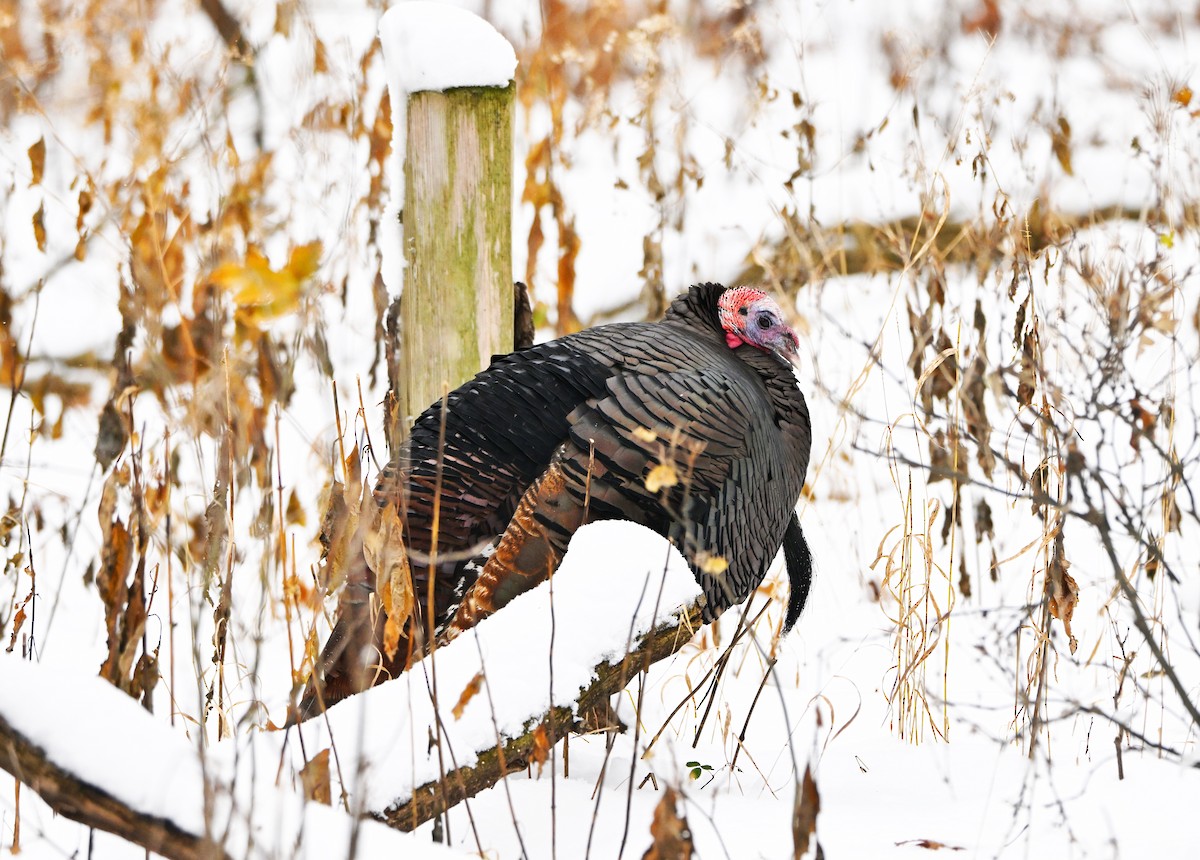 Wild Turkey - ML646157636