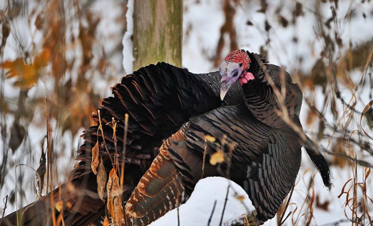 Wild Turkey - ML646157637