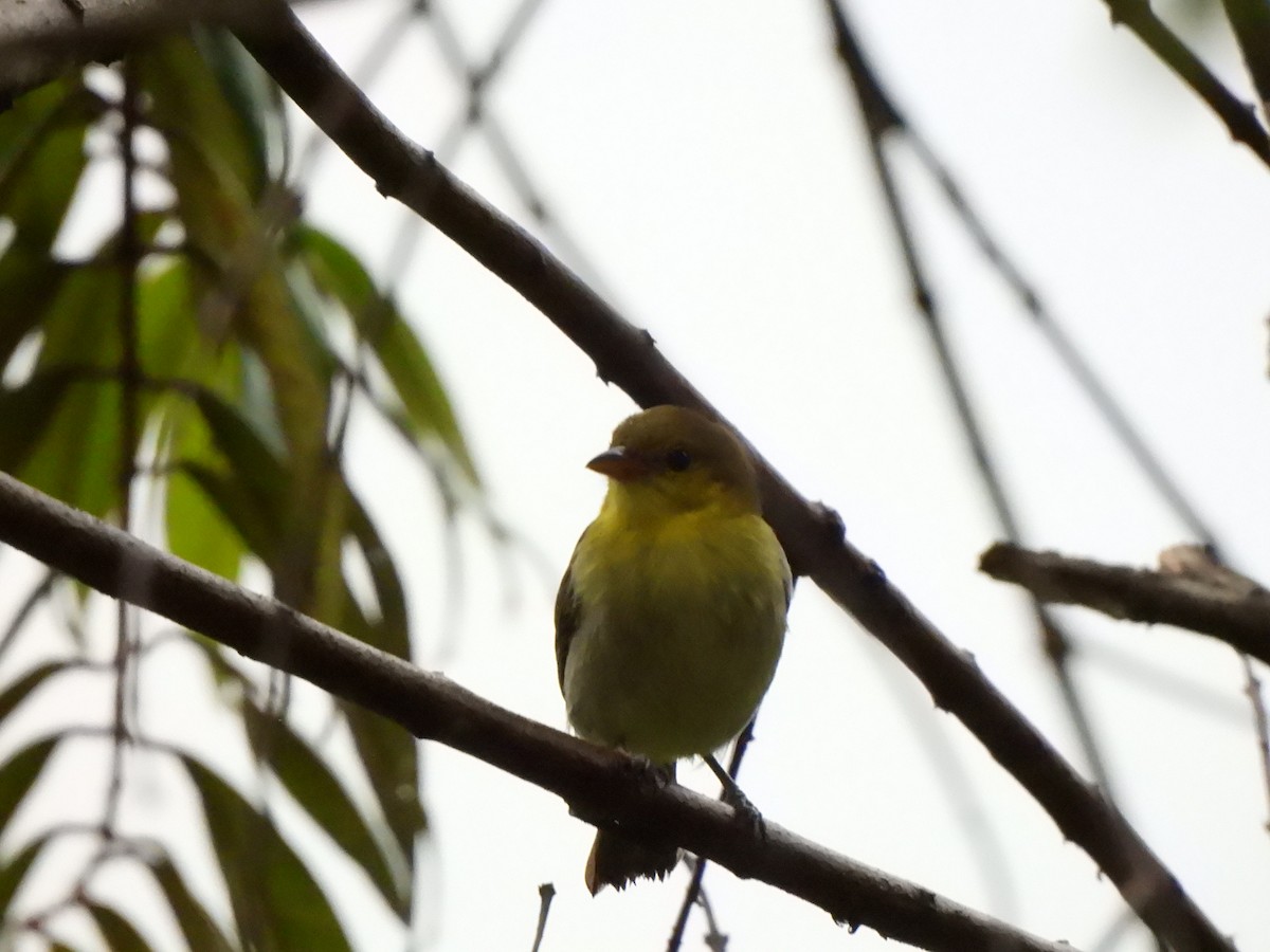 Yellow-backed Tanager - ML646157638