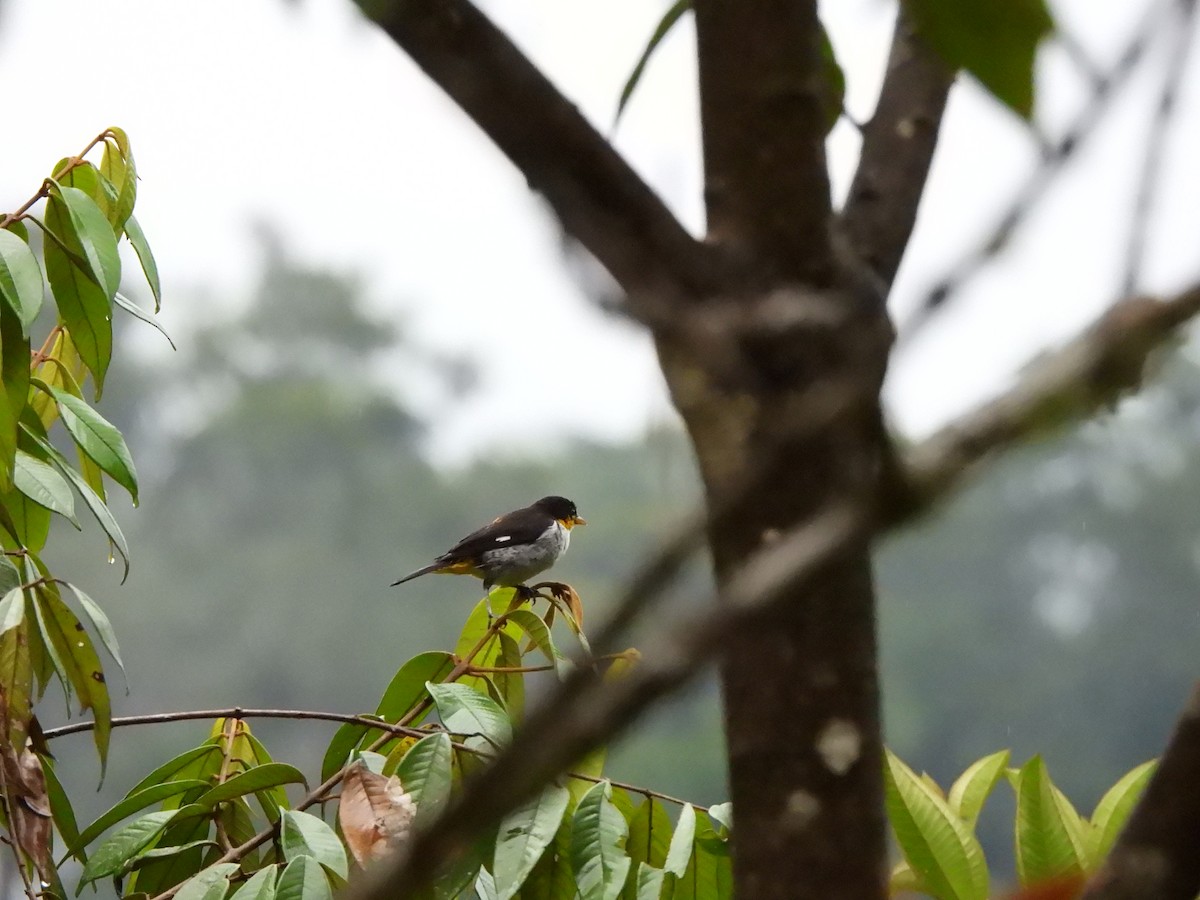 Yellow-backed Tanager - ML646157639