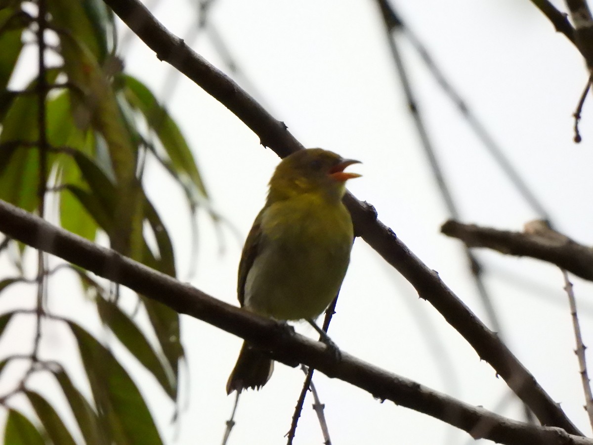 Yellow-backed Tanager - ML646157640