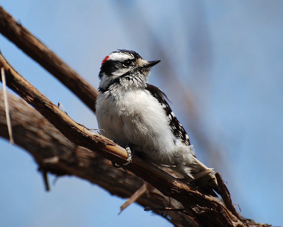 Downy Woodpecker - ML646157641