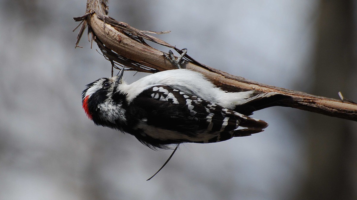 Downy Woodpecker - ML646157642