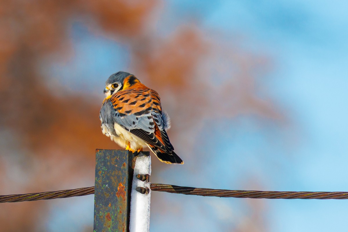 spurvefalk - ML646157645