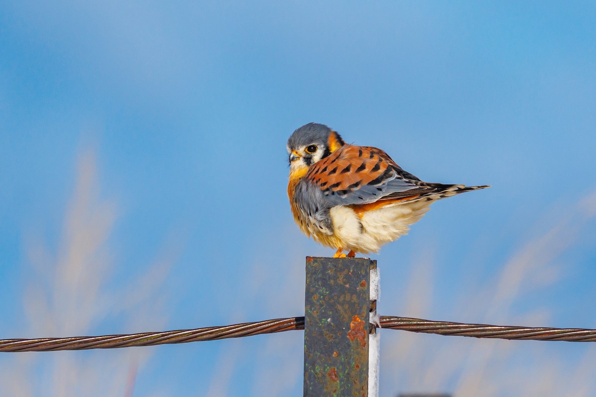 spurvefalk - ML646157649