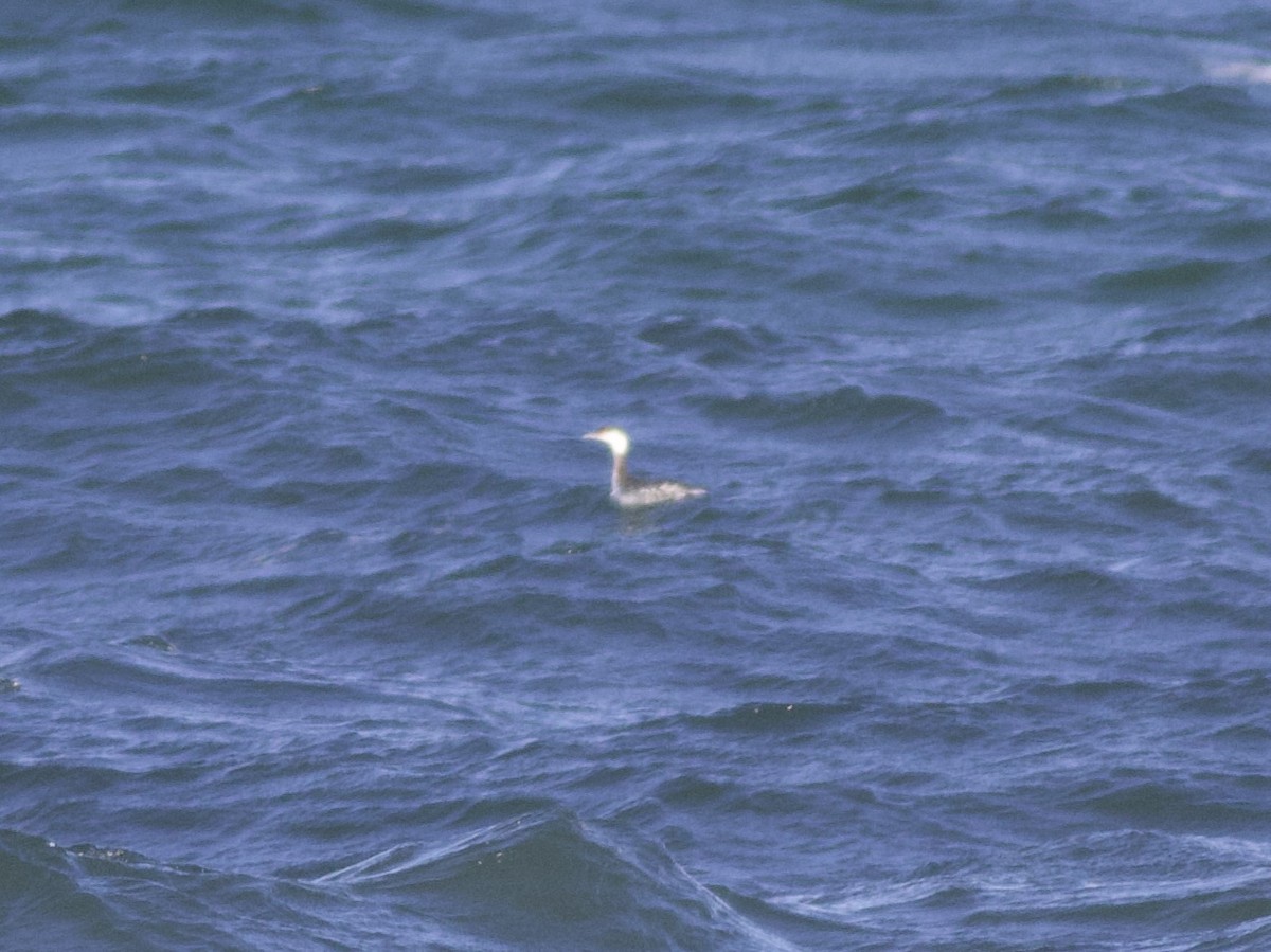 Пірникоза сірощока - ML646157651