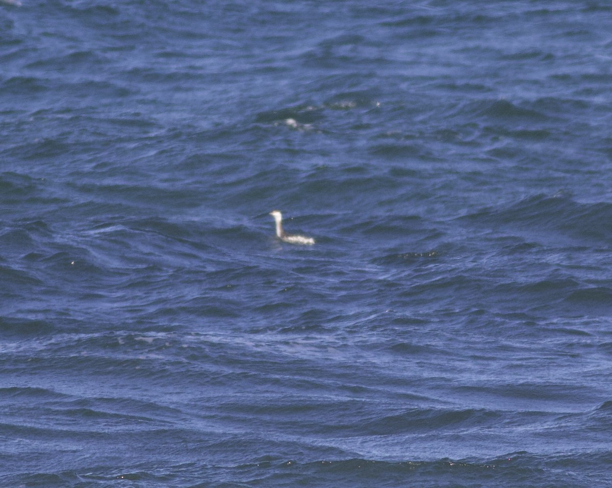 Пірникоза сірощока - ML646157652