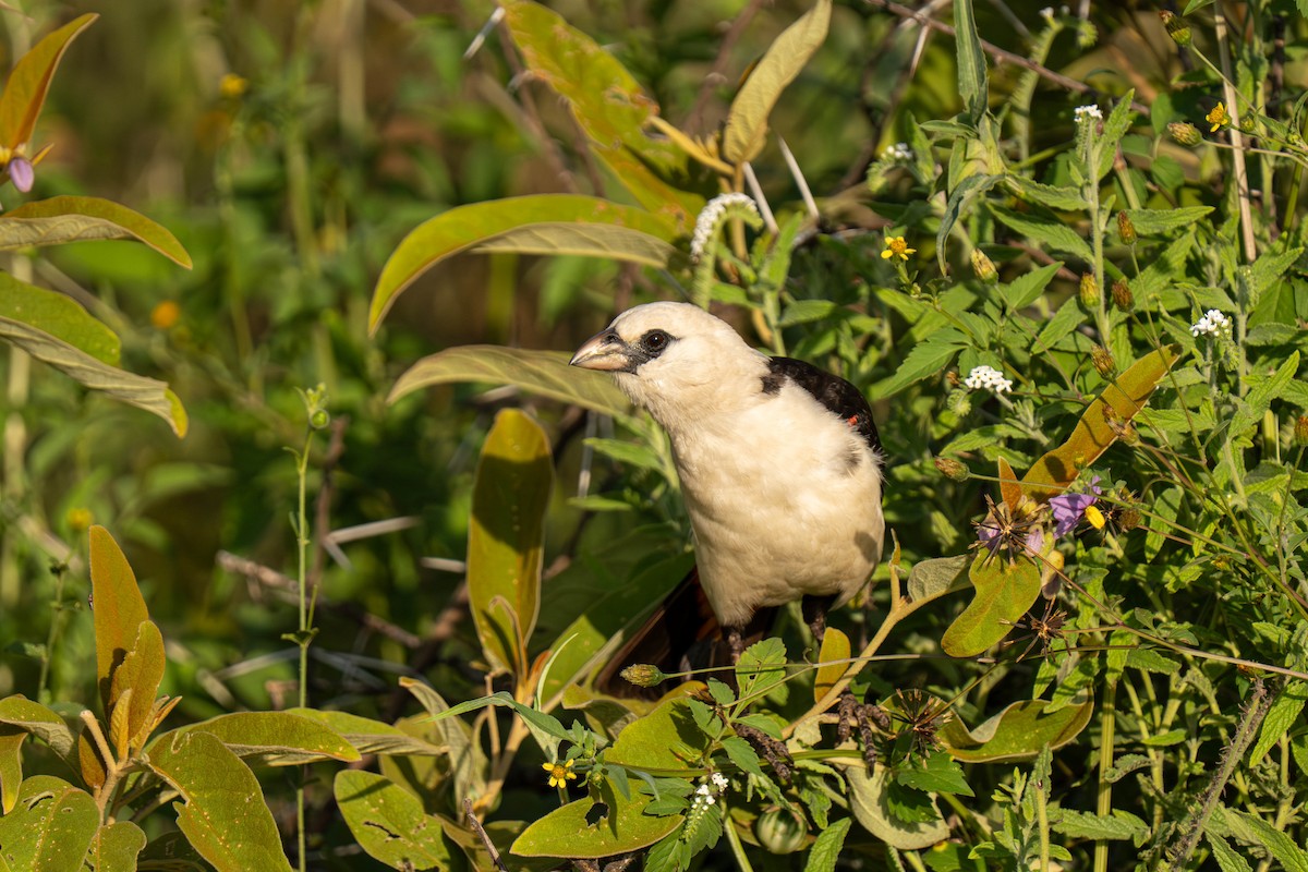 White-headed Buffalo-Weaver - ML646157654