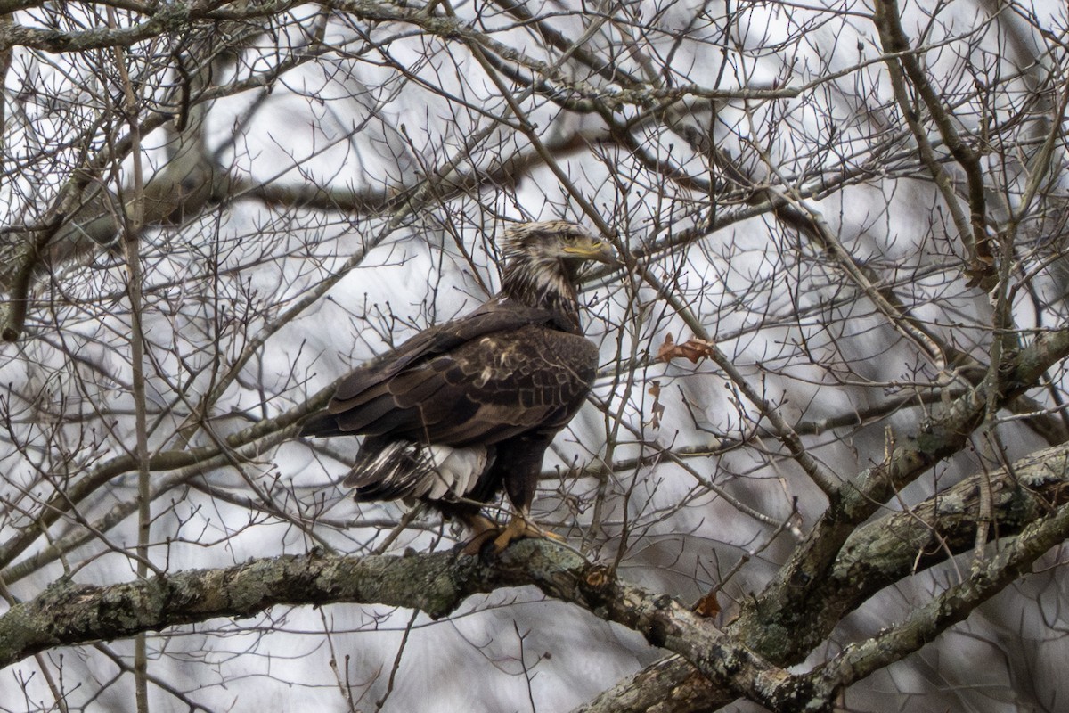 Pygargue à tête blanche - ML646157657
