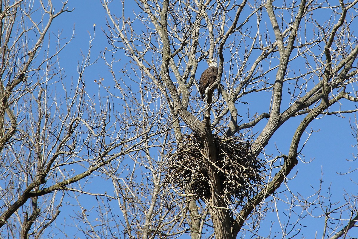 Bald Eagle - ML646157659