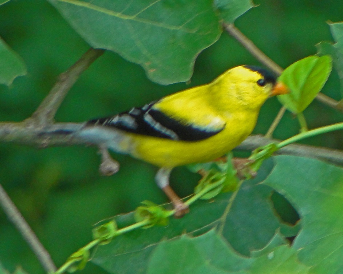 American Goldfinch - ML646157660