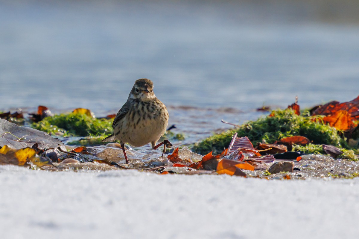 kanadapiplerke - ML646157661