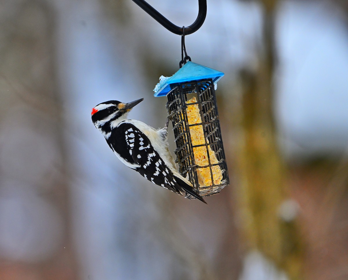 Hairy Woodpecker - ML646157663