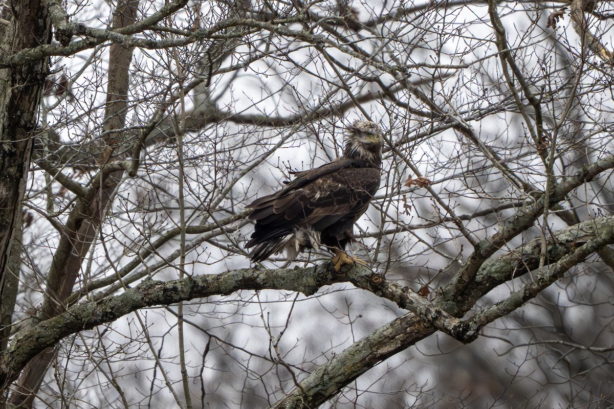 Pygargue à tête blanche - ML646157666