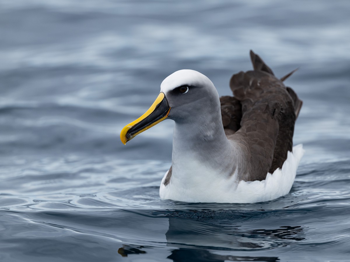 Buller's Albatross - ML646157667