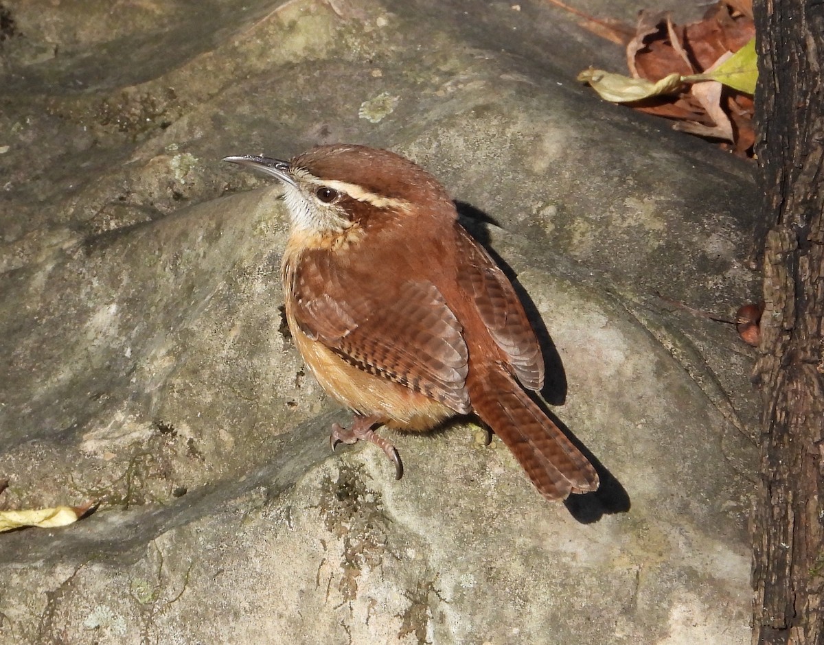 Carolina Wren - ML646157669