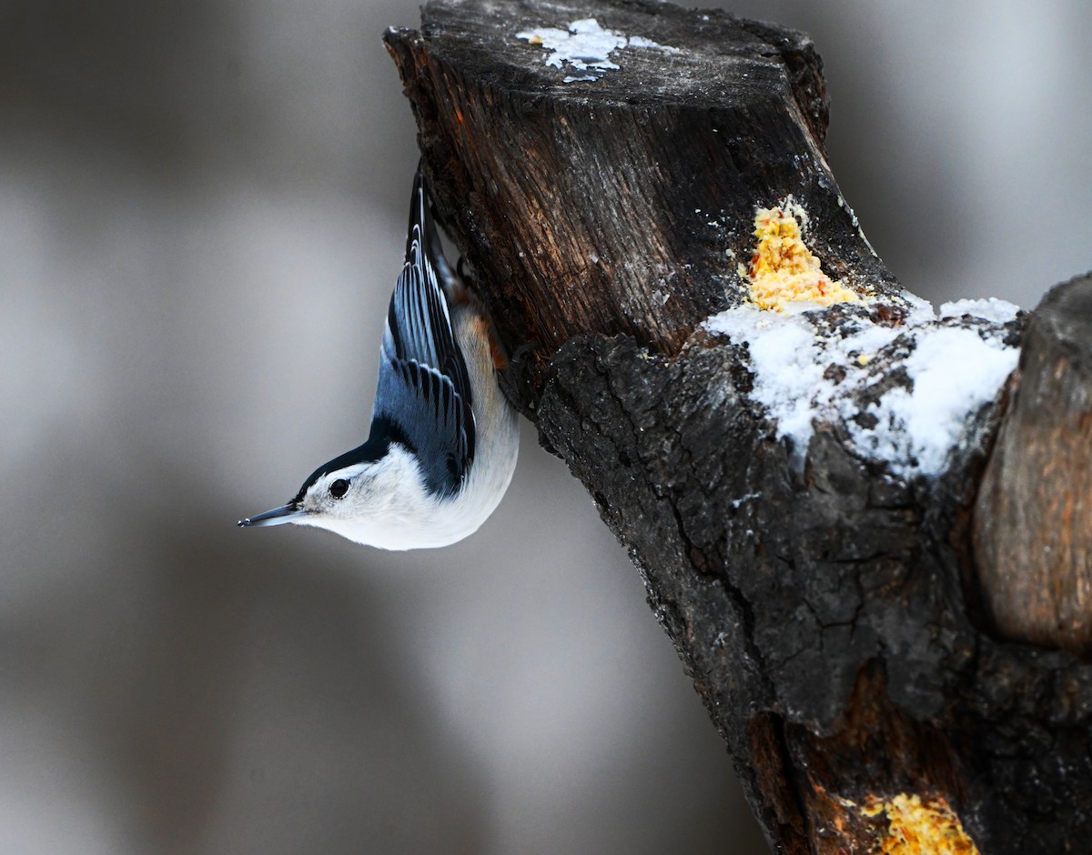 White-breasted Nuthatch - ML646157672